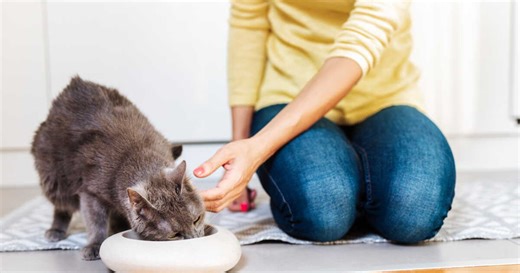 Votre chat mange mieux quand vous êtes à côté de lui ? Découvrez les raisons de ce comportement