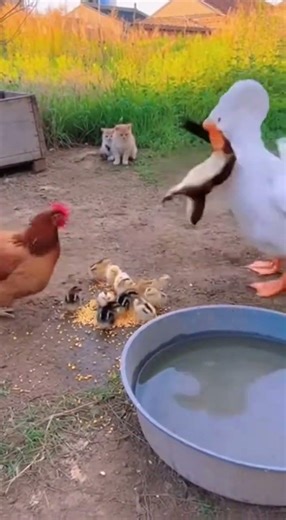 大鹅发疯了，小猫看傻眼 #搞笑动物 #农场混乱#shorts