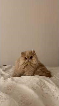 Cute Grumpy Cats 😾🐾 American Cat Vibes