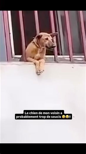 Le chien de mon voisin a trop de problèmes 🤣😂!!