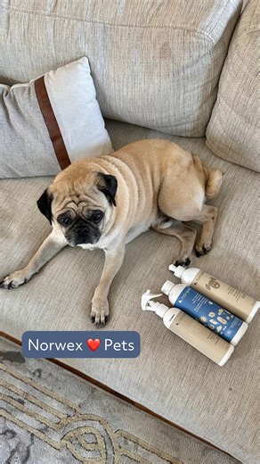 20K views · 178 reactions | We’re going for gold with the launch of our 5 NEW pet products!  At Norwex, pets are part of our families! Whether it’s for good behavior or mischievous moments, these products will make caring for them cleaner, safer, and better!  Which pet product are you most excited to spoil your fur baby with? Let us know in the comments and share this video with your fellow fur moms and dads!  | Norwex | Facebook