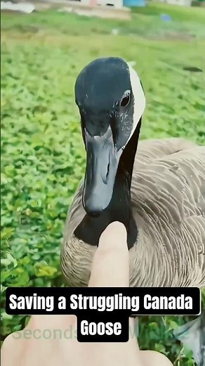 Saving a Struggling Canada Goose – An Unbelievable Bond! #WildlifeRescue #shortsfeed #shorts #Goose