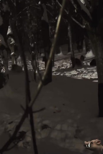 Turmă de mistreți în vizită pe Aleea Detunata din Cluj-Napoca | Cluj24.ro