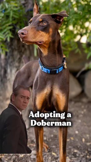 Are you strong enough? Dobermans are incredible dogs but we encourage adopters to ask questions and do thorough research to make sure they can provide properly for one. Seeing a Dobie on social media that’s well behaved, well trained and social is only the highlight reel. The hard work, dedication, and consistency (most important) is behind the scenes. You don’t get that “perfect” dog without being someone who can provide what they need. Key tip: when looking to get a dog, don’t come to the situ