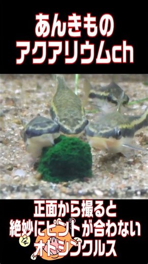 正面から撮ると絶妙にカメラのピント補正が効かないオトシンクルス