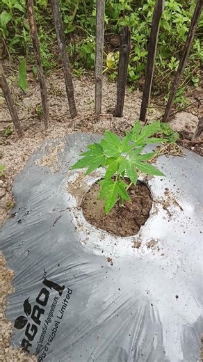 Papaya cultivation on abandoned land! Hybrid vs native #advancedagro #banana #agrifuture