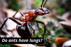 How Do Ants Breathe And Do They Have Lungs? | Misfit Animals