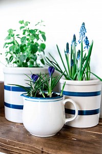 DIY Repurpose Vintage Dishes into Planters