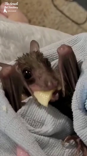 Rescued baby bat's first taste of BANANA! #babybat #batrescue #rescue #wildlife #animalsanctuary #fostercare #banana #fruitlover #yummy #firsttime #munching #tasty #foodie #batsofinstagram | The Israeli Bat Sanctuary