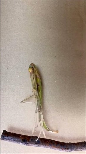 Stick Bug insect molting timelapse‼️