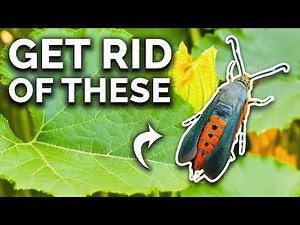 Get Rid Of Squash Vine Borers For Good!