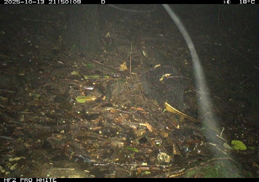 Trick or Treat 🎃 We really have no idea what this is. Probably a spider web but it looks pretty creepy for our creepy camera trap series for Halloween. Photos taken from our recent trip to Bliwen near Muku village. #cameratrap @rainforesttrust Rainforest Trust | Tenkile Conservation Alliance