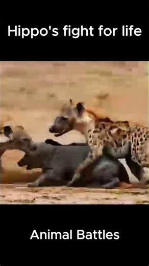 Hippo's fight for life #ai #shorts #animals #hippo