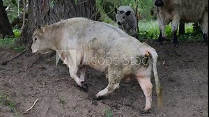 A herd of Galloway cows on free-range, standing under trees by a river. The cattle roam a large area. Natural grazing, organic farming. Bulls, heifers, and calves graze and relax on green pastures.