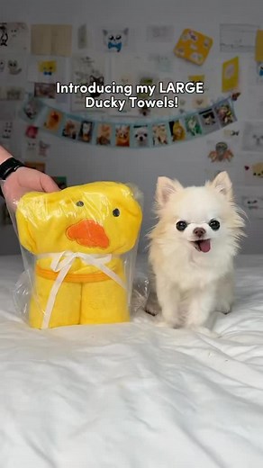 Cutest original Christmas gift idea for small dogs, kids and babies 💛 A warm and cozy ducky bath towel that absorbs water fast and keeps you warm on cold days 🥰 Specially designed for tiny chihuahua Cedric who is scared of blow drying, but loves being wrapped up in soft towels 💛 The ducky hood helps to dry ears and hair faster 💛 Visit our shop to learn more ( 🔗 in bio) 🐶🐾💛🥰. #christmasgiftidea #smalldog #chihuahua #bathtowel #doggiftideas #dogbath | Tiny Chihuahua Cedric