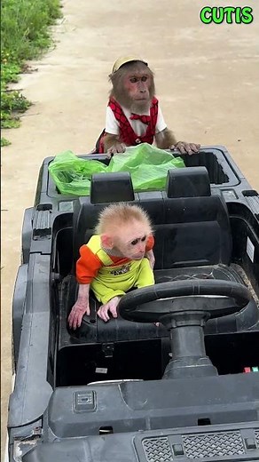 CUTIS Fights to Push the Broken Car with the Injured Baby Monkey! #cutis #animals #monkey