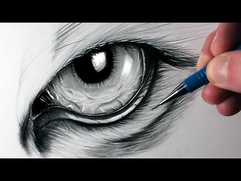 How to Draw a Tiger Eye