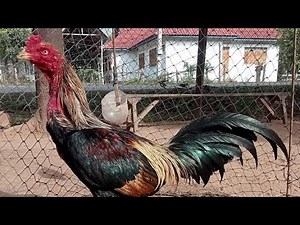 ayam bangkok super juara & ayam mangon mundakir farm,peternak ayam magon & ayam birma cianjur