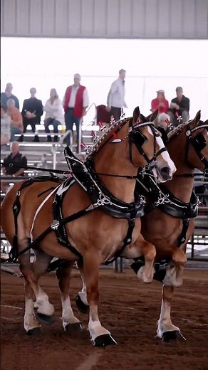 Amazing draft horses!😍🤗🙌