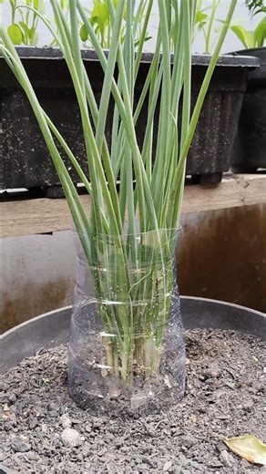 Simple tips to make spring onions look neat #gardeningtips #gardening #diygardening #plants