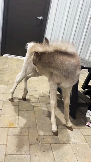 Hims Just a Baby - Cute Mini Horse Foal Video