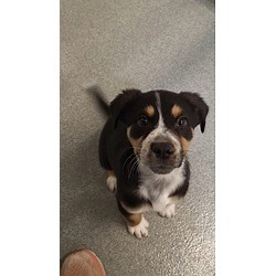 Grapevine, TX - Bernese Mountain Dog. Meet Krispy a Pet for Adoption - AdoptaPet.com