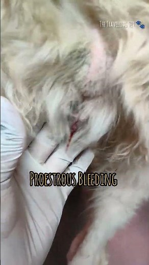 Heat Symptoms in Dogs | Canine | Proestrous Bleeding | Vulval Swelling | #veterinary #youtubeshorts