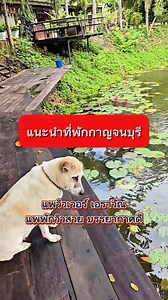 แนะนำที่พักในจังหวัดกาญจนบุรีค่ะ สถานที่แห่งนี้มีชื่อว่า แพวิวเวอร์เอราวัณ เป็นแพพักใกล้น้ำตกเอราวัณแล้วก็เขื่อนศรีนครินทร์ค่ะ #แพวิวเวอร์เอราวัณ #ท่องเที่ยวกาญจนบุรี #ที่พักกาญจนบุรี #แพกาญจนบุรี #แพเขื่อนศรี @แฟนตัวยง | แพวิวเวอร์ เอราวัณ