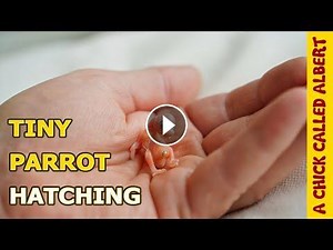 The Smallest Parrot you've ever seen #2 - Tiny egg hatching - A Chick Called Albert #Video