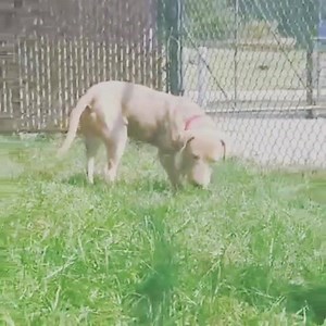 1.8K views | Kent County Animal Shelter on Reels | Facebook