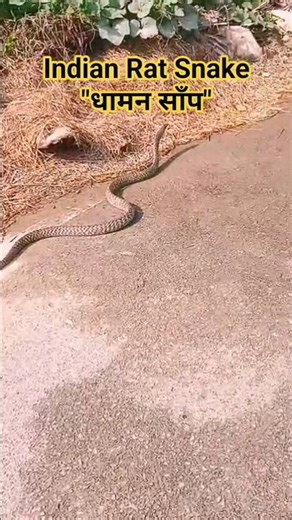 Indian Rat Snake🐍😱 | Fastest Snake in India | #shorts #youtubeshorts #snake