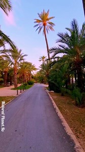 62K views · 4.1K reactions | Psalmul 37, și câteva imagini frumoase din Orașul cu cei mai mulți palmieri din EuropaElche Alicante, Un Psalm frumos de încurajare la început de AN ❤️ Doar cu Dumnezeu putem găsi adevarata fericire și în 2024❤️ | Natural Planet.Ro | Facebook