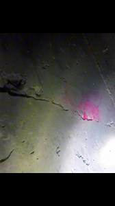 56K views · 4.2K reactions | Inspecting and looking for leaks on an Olympic size swimming pool. #HandsomeOrHandy #ScubaDiving | Anthony Reimnitz | Facebook