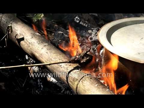 Indians cook bats to eat - wildfilmsindia campaigns to stop this practice