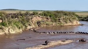 #MigrationUpdate 17 September 2022 - Herds cross the Mara River on the Kenyan side at Lookout crossing point from west to east into the Mara Reserve, Teeku Patel was there behind the 🎥! Hongera sana! Good to have crossings in the Masai Mara again! 👏👏👏👏 #MigrationUpdates #wildebeest #canon #wildlife #kenya #tembeakenya #masaimara #africa #gnu #greatmigrationsafari #greatmigration #safari | Great Migration Camps