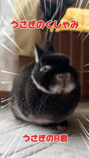 『うさぎのくしゃみ🤧』うさぎのR君です₍ᐢ..ᐢ₎♡うさぎのくしゃみを見たことがありますか？是非ご覧ください Rabbit sneezing. 토끼 노 재채기. #うさぎ #rabbit #토끼