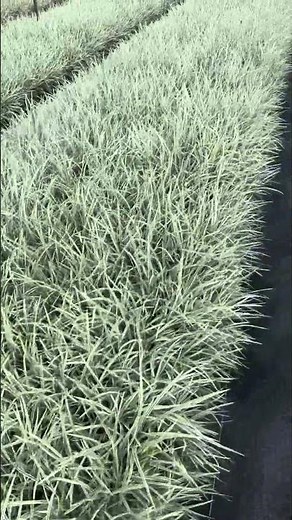Variegated Liriope ~ Aztec Grass