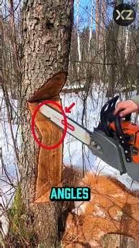 The Strangest Tree Cutting Technique… But the Results Are Perfect.