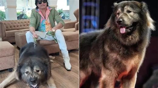 Cadabomb Okami: El perro más caro del mundo, valuado en casi 6 millones de dólares