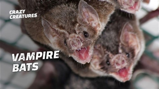 Are Vampire Bats as Dangerous as They Seem?