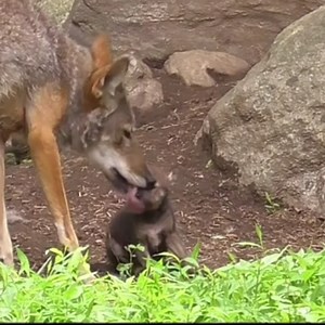 706K views · 10K reactions | Wolves are kind. Wolves are loving. Wolves take care of each other. Be like a wolf  | Wolf Conservation Center | Facebook