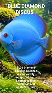 BLUE DIAMOND DISCUS | blue elegance of freshwater aquascape #bluediamonddiscus #discusfish