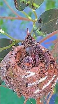 Feedings and Flappies – 13 & 14 Day Old Hummingbird Chicks #babyhummingbirds #babybirds #nest