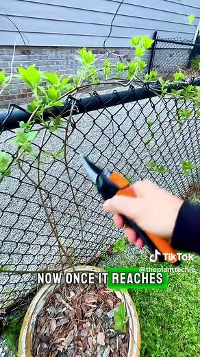 Pruning Kiwi Vines: Expert Tips for Fruit Tree Care