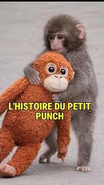 Part1:Histoire inspirée du petit macaque punch devenu célèbre avec sa peluche #shorts #Punch #singe