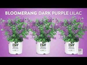 Bloomerang Dark Purple Lilac - As Seen on National Television