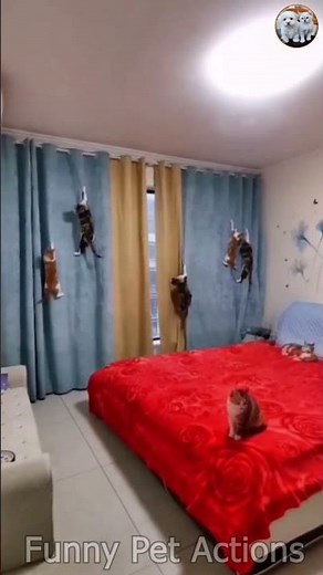 "The Animal Kingdom's Funniest Bloopers" | S124 | Funny Pet Actions | #Shorts