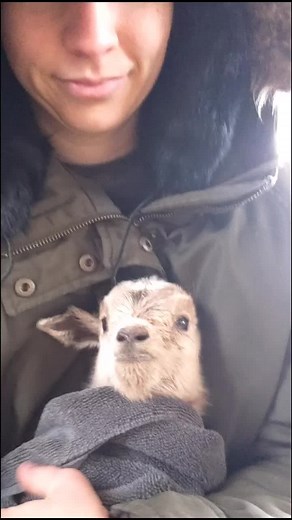 Goat Screaming! #goat #babygoat