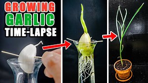 Rooting and growing garlic plant from clove (42 days time lapse)