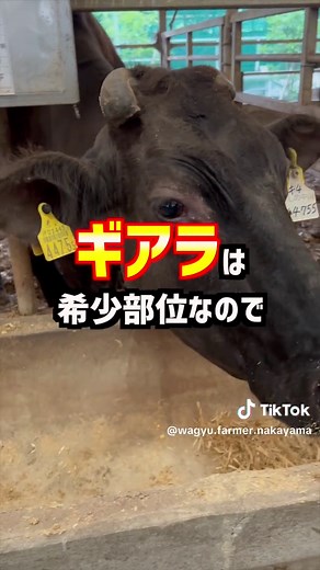 牛の胃袋の構造と特徴について